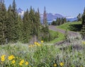 Chief Joseph Scenic Highway Crandall Pilot Peak Beartooth wildflowers Royalty Free Stock Photo