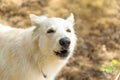 Chien berger blanc suisse in summer forest the dog howls and barks