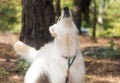Chien berger blanc suisse in summer forest the dog howls and barks