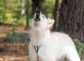 Chien berger blanc suisse in summer forest the dog howls and barks