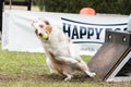 Chien Border collie flyball Royalty Free Stock Photo