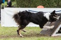 Chien Border collie flyball