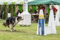 Chien Border collie flyball