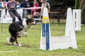 Chien Border collie saut