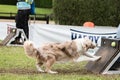 Chien Border collie flyball