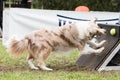 Chien Border collie flyball