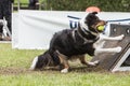 Chien Border collie flyball Royalty Free Stock Photo