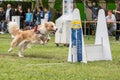 Chien Border collie flyball