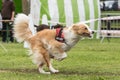 Chien Border collie flyball