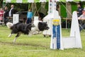 Chien Border collie flyball Royalty Free Stock Photo
