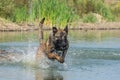 Chien de Berger Belge Malinois