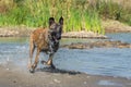 Chien de Berger Belge Malinois in photo workshop