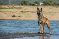 Chien de Berger Belge Malinois in photo workshop.