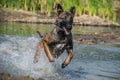 Chien de Berger Belge Malinois in photo workshop.