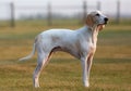 Chien de franche-comte breed dog standing on a field