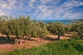 Chieti, Abruzzo, Italy: olive tree orchard in the Adriatic sea c Royalty Free Stock Photo