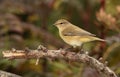 Chiff chaff bird.