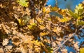 Chiffchaff in autumn colors Royalty Free Stock Photo