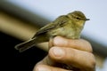 Chiffchaff bird Royalty Free Stock Photo