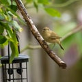 Chiffchaff bird Royalty Free Stock Photo