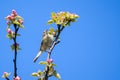 Chiffchaff bird, Phylloscopus collybita Royalty Free Stock Photo