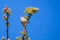 Chiffchaff bird, Phylloscopus collybita Royalty Free Stock Photo