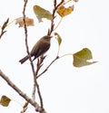 Chiffchaff hunting insects under the leaves Royalty Free Stock Photo