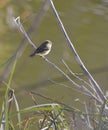 Chiffchaff perching on a thin branch Royalty Free Stock Photo