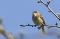 A pretty Chiffchaff Phylloscopus collybita perched on a branch of a tree . Royalty Free Stock Photo