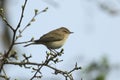 A Chiffchaff, Phylloscopus collybita, perched on a branch of a tree in springtime. Royalty Free Stock Photo