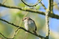 Chiffchaff (Phylloscopus collybita) ÃÂ· Royalty Free Stock Photo