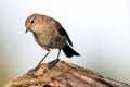 The common chiffchaff Phylloscopus collybita Royalty Free Stock Photo