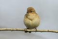 A Chiffchaff, Phylloscopus collybita, perching on a branch of a tree in spring. Royalty Free Stock Photo