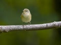 Chiffchaff, Phylloscopus collybita Royalty Free Stock Photo