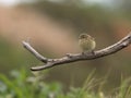 Chiffchaff, Phylloscopus collybita Royalty Free Stock Photo