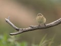 Chiffchaff, Phylloscopus collybita Royalty Free Stock Photo