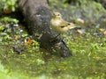 Chiffchaff, Phylloscopus collybita Royalty Free Stock Photo