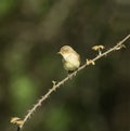 Chiffchaff Royalty Free Stock Photo