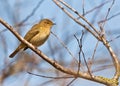 Chiffchaff in springtime Royalty Free Stock Photo