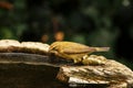 Chiffchaff taking a drink. Royalty Free Stock Photo