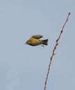 Chiffchaff taking off from branch Royalty Free Stock Photo