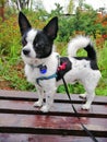 Chihuahua dog black and white