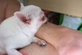 Chihua-hua is resting for man owner petting his pet, Close up. Concept Dog lover