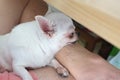 Chihua-hua is resting for man owner petting his pet, Close up. Concept Dog lover