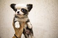 A chihua puppy is close-up in the arms of its owner.