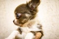 A chihua puppy is close-up in the arms of its owner.