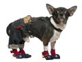 Chihuahua, 1 year old, dressed up and standing Royalty Free Stock Photo