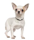 Chihuahua, 1 year old, standing Royalty Free Stock Photo