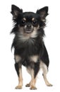 Chihuahua, 1 year old, standing Royalty Free Stock Photo