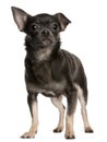 Chihuahua, 1 year old, standing